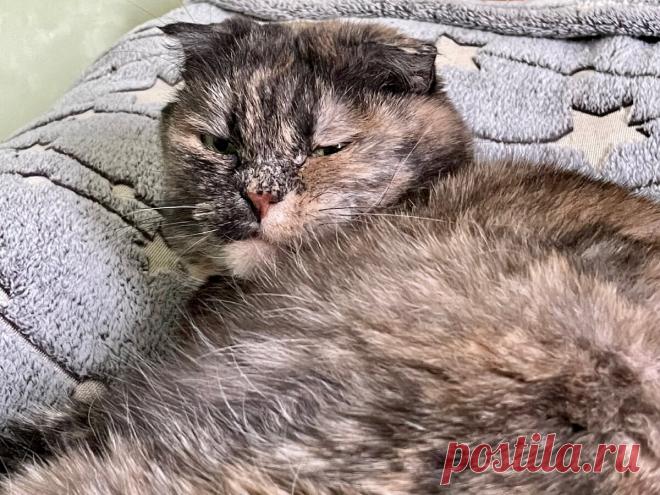 Как хозяева кошек вредят своим питомцам, сами того не подозревая | Кошка.ru | Дзен