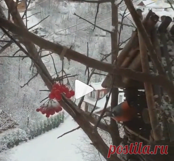 Елена Маньенан. Частный Визит в Instagram: «Господа! Вы соскучились там у себя в Москве по снегирям? А у нас эти чудо-птички прямо за окном... обедают вместе с гостями! И это…»