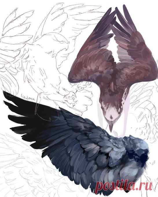 Рисунок. Сокол. Крыло.