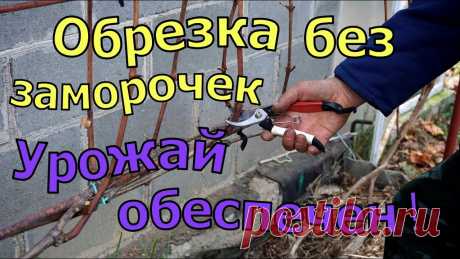 Виноград .Обрезка на быструю руку. Виноград Лидчины . Осенняя обрезка виноградной лозы  без сучка замещения  .Очень простая и легкая обрезка. Виноградник Юрия Стражева. Мой канал:https://www.y...