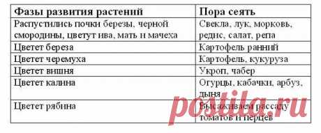 image (640×266)   ЧТО КОГДА САЖАТЬ