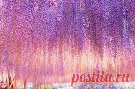 Крупнейшая 144-летняя глициния в национальном парке Асикага, Япония