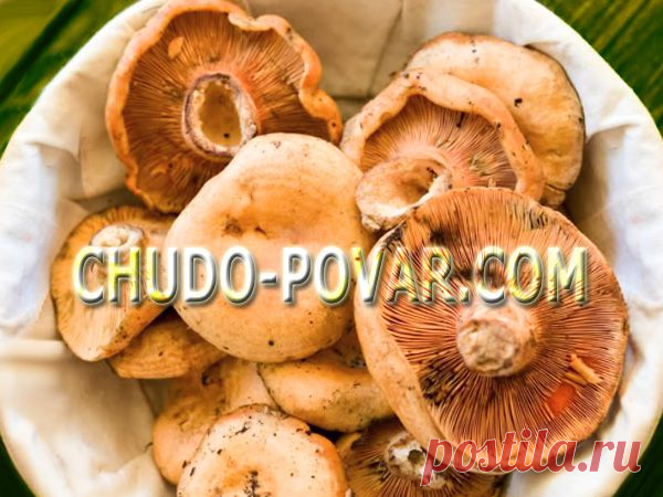 ГРУЗДИ СОЛЕНЫЕ. Как солить грузди горячим способом - рецепт с фото