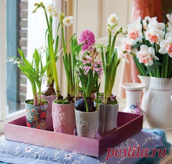 ЗИМНЯЯ ВЫГОНКА ЛУКОВИЧНЫХ РАСТЕНИЙ ДОМА ... | Познавательный сайт ,,1000 мелочей"