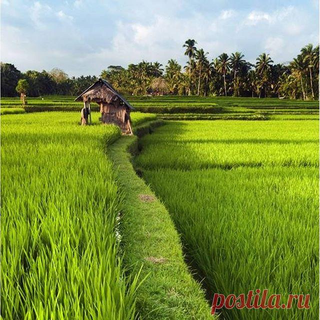 Давно у нас не было зеленого в ленте! На родине весна, а мы опять пролетели. Бесконечное лето, как-никак, и рис тут созревает по 4 раза в год. Бали славится бесконечно зелеными рисовыми полями. Туристы в восторге, а для местных жителей рис — это хлеб. Без него не обходится ни одна трапеза. Приезжайте, и вас угостим!