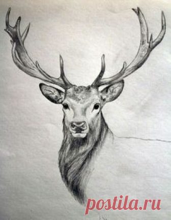 40 Free & Easy Animal Sketch Drawing Ideas & Inspiration - Brighter Craft