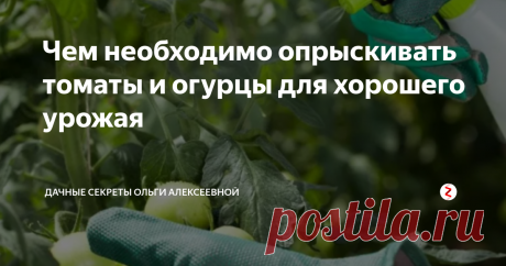 Чем необходимо опрыскивать томаты и огурцы для хорошего урожая Рассада впоследствии высаживания в оранжерейную либо уличную почву ощущает огромный стресс. Растение становится слабеньким, уязвимым для заболеваний и вредителей.
По данному обстоятельству невозможно попросту высадить растение и позабыть про него до собирания урожая. Чтобы растение скорее восстановилось, перешло к накапливанию биомассы и сил, я применяю маленькую хитрость, о которой расскажу сейча