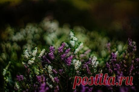 Heathers | Posted on PigPog: pigpog.com/2014/02/20/heathers/… | Flickr