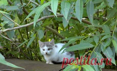 Котёнок.