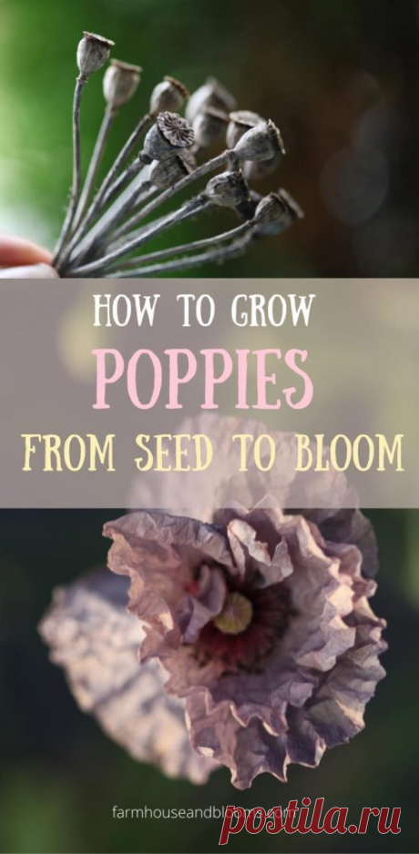 How To Grow Poppies From Seed To Bloom - Farmhouse & Blooms