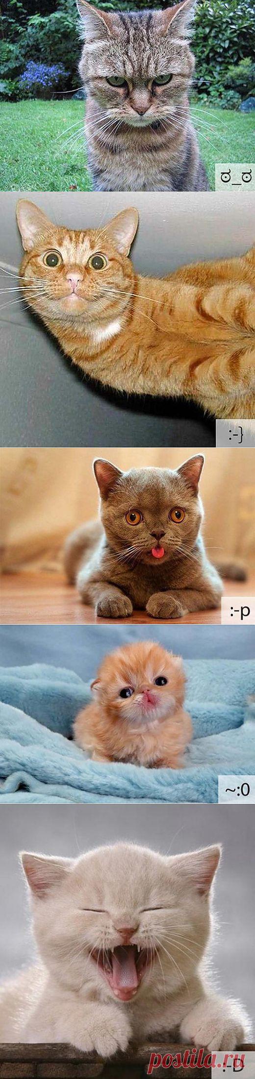 Кошачьи cмайлы | SOFTMIXER