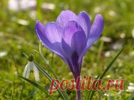 крокус синий - 6 156 картинок. Поиск Mail.Ru
