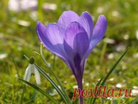 крокус синий - 6 156 картинок. Поиск Mail.Ru