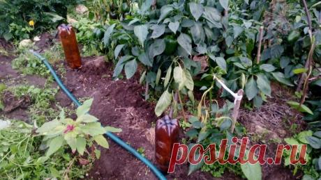 Не ожидала, что простые бутылки так облегчат работу в огороде — 5 полезных применений | 6 соток