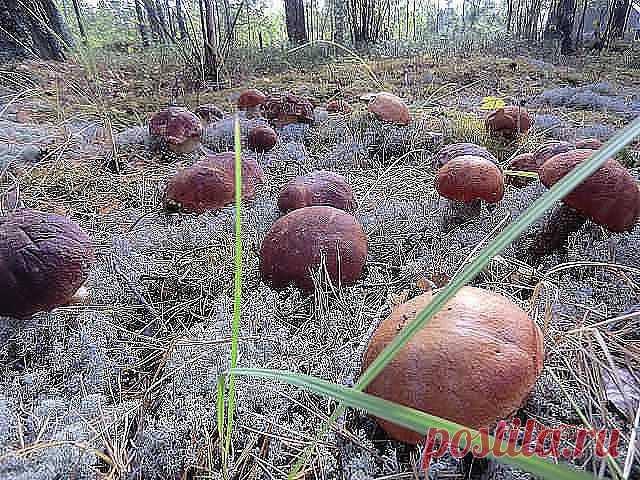 Изобилие !!!вы такого не видели ???