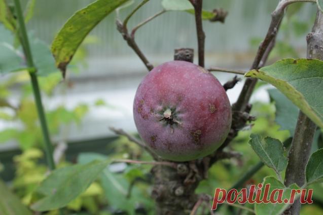Медный купорос спасает растения от мышей - Садоводка