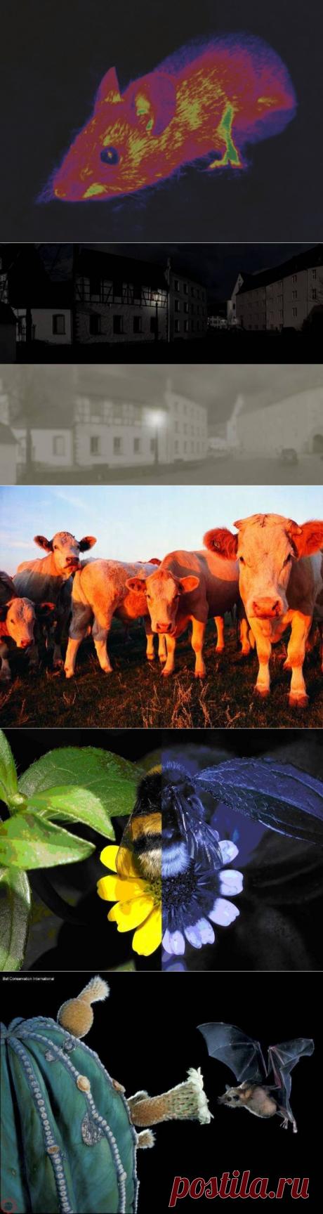 Наш мир глазами разных животных — Наука и жизнь