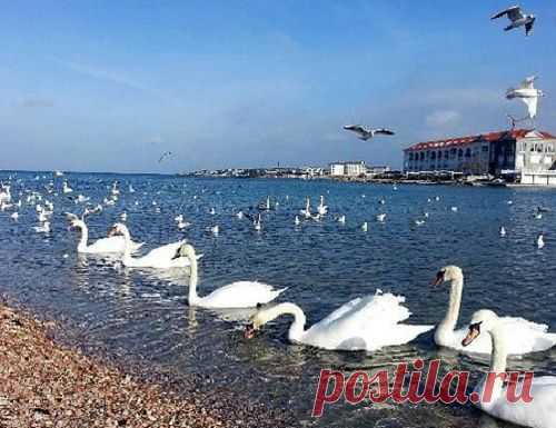 В Севастополь в бухту Омега прилетели белые лебеди ! Лебеди в Севастополе - Это чудо ! Посланники МИРА !