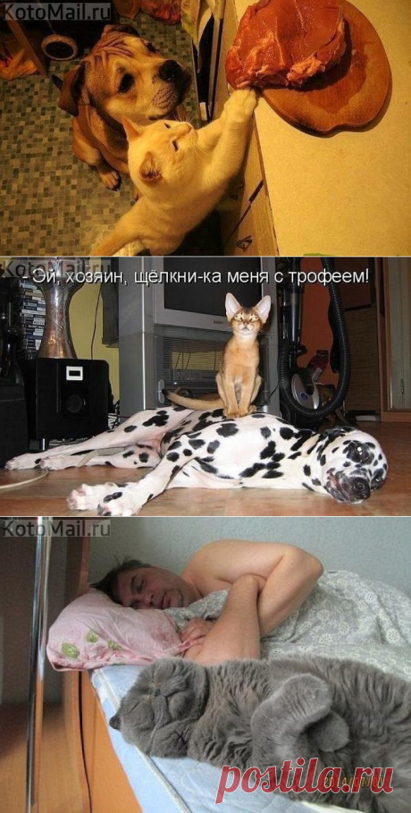 Компаньоны | KotoMail.ru