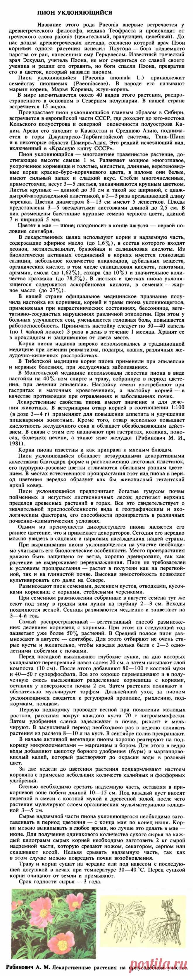Пион уклоняющийся