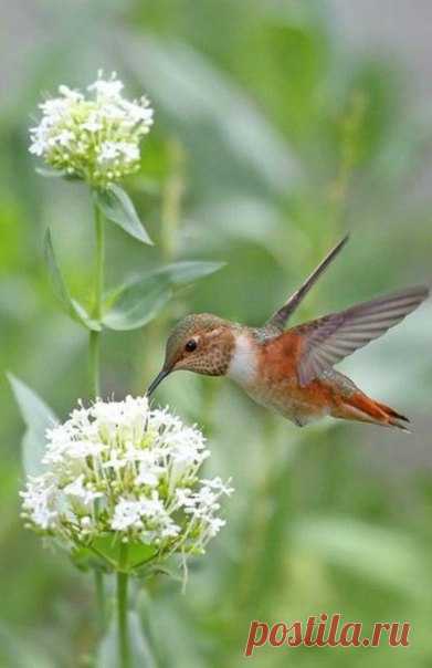 Слова, как ключи.
Правильно подобрав, можно открыть любую душу.

Михаил Лермонтов