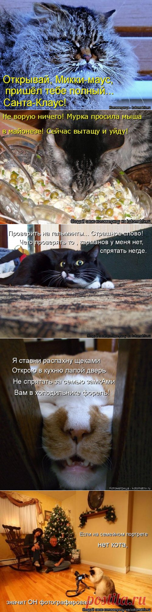Веселая котоматрица (32 фото)