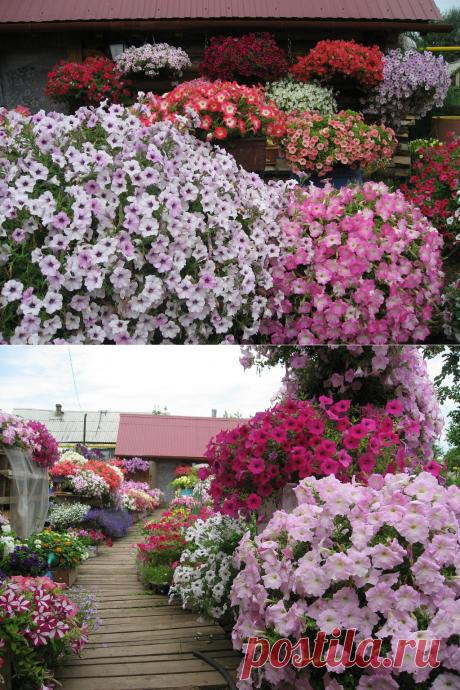 ВОТ ЭТО ДАЧА!))) | Самоцветик