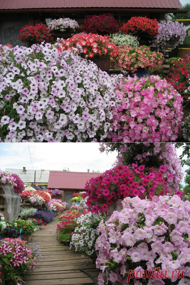 ВОТ ЭТО ДАЧА!))) | Самоцветик