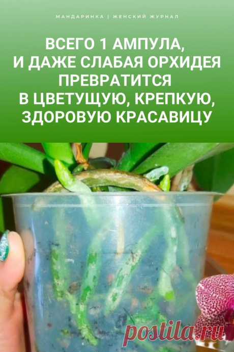 Всего 1 ампула, и даже слабая орхидея превратится в цветущую, крепкую, здоровую красавицу