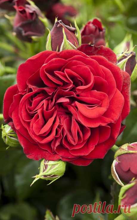 ~Scented roses: 'Cumberland' is a climbing rose with scented deep red blooms held in tight clusters. Photo by Jason Ingram.  |  Pinterest: инструмент для поиска и хранения интересных идей