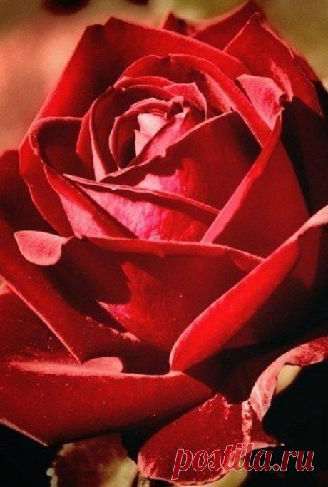 ♥ ЖИВОТНЫЕ ♥ ПРИРОДА ♥