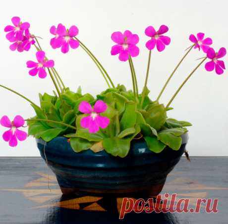 Жирянка: уход в домашних условиях, пересадка и размножение Жирянка (Pinguicula) ― это травянистый компактный многолетник, который является частью семейства Пузырчатковых. В основном это растение в природе встречается в болотистой местности в регионах Северного полушария с умеренным климатом.