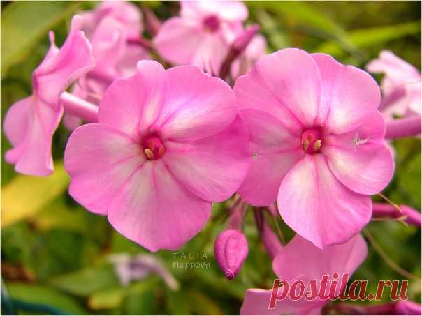 Утро доброе! 💕