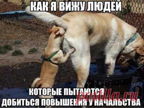 Одноклассники