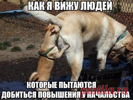 Одноклассники