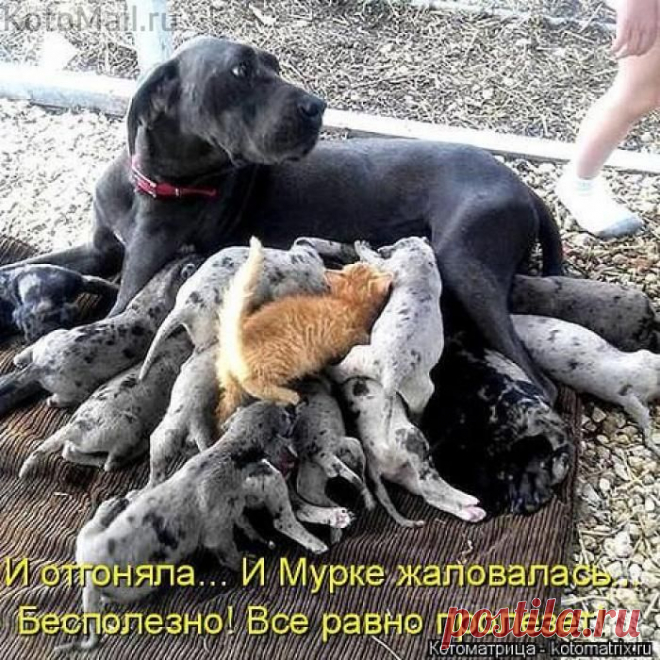Нахаленок | KotoMail.ru