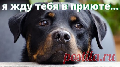 Приют для собак и кошек нужен городу Мытищи. Сейчас животных увозят в Ярославскую область