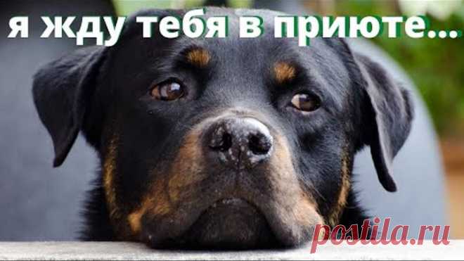 Приют для собак и кошек нужен городу Мытищи. Сейчас животных увозят в Ярославскую область