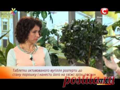 Спасаем комнатные растения от вредителей и болезней - Все буде добре - Выпуск 282 - 05.11.2013 - YouTube