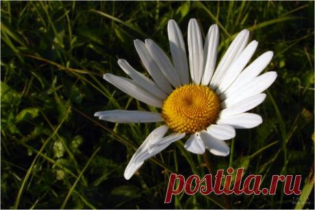 Навстречу Солнцу! 🌼 🔆 ♥
