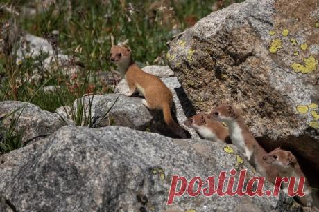 Семейство горностаев на снимке Александра Федосова: «Горностай – маленький, но проворный и суровый хищник. Основу его рациона составляют грызуны, но он также может охотиться на птиц, рыбу, ящериц, земноводных и насекомых, а иногда даже нападает на животных значительно крупнее себя: глухарей, рябчиков, куропаток, зайцев и кроликов. При безвыходной ситуации он рискует бросаться и на человека», – рассказывает фотограф.
