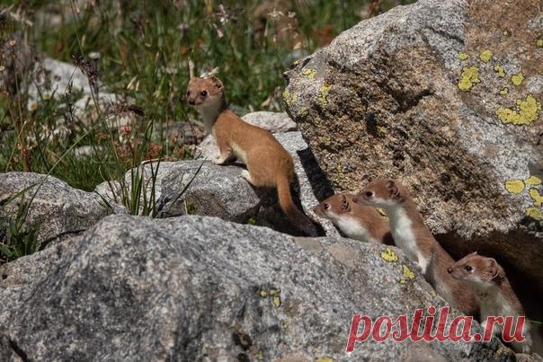 Семейство горностаев на снимке Александра Федосова: «Горностай – маленький, но проворный и суровый хищник. Основу его рациона составляют грызуны, но он также может охотиться на птиц, рыбу, ящериц, земноводных и насекомых, а иногда даже нападает на животных значительно крупнее себя: глухарей, рябчиков, куропаток, зайцев и кроликов. При безвыходной ситуации он рискует бросаться и на человека», – рассказывает фотограф.
