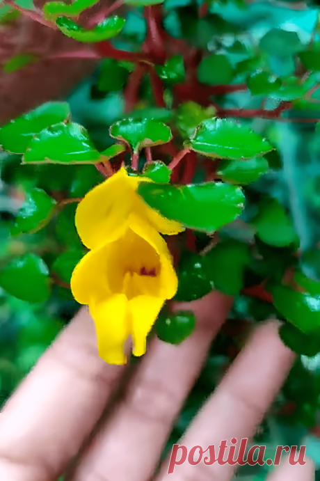 Импатиенс: хрустальный цветок недотрога &amp;#8211; Agro-Info