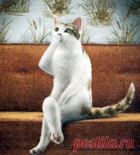 Эмоциональные котэ