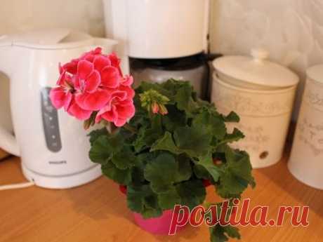 КАК ВЫРАЩИВАТЬ ГЕРАНЬ 1часть #ПЕЛАРГОНИЯ #PELARGONIUM_#ПРИЩИПКА_#УДОБРЕНИЕ #45 #oldenburgru - YouTube