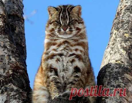 Амурский лесной кот