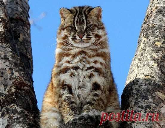 Амурский лесной кот