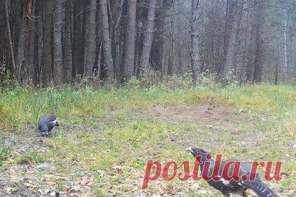 В российском заповеднике в фотоловушку попали собиравшие камни глухари