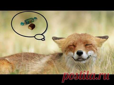 Добрый экскаваторщик угощает конфетами дикую лису. Реакция животного — просто фантастика!