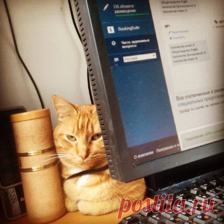 Наш weekend - booking.com и котики))
Бронируйте! +79602593743 
#cat #booking #weekend #saintpetersburg #spb #piter #trip #travel #hostel #hostelspb #hotel #hotelspb #thebesthostels #thebesthotels #rooms #санктпетербург #спб #питер #петербург 
#путешествие #хостел #отель #номера #хостелспб #лучшиехостелы #лучшиеотели #живисредисвоих #отпуск #отдых #выходные @ Кондратьевский Проспект